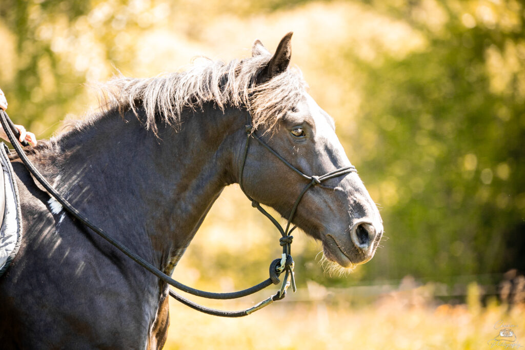 equinaee (44)
