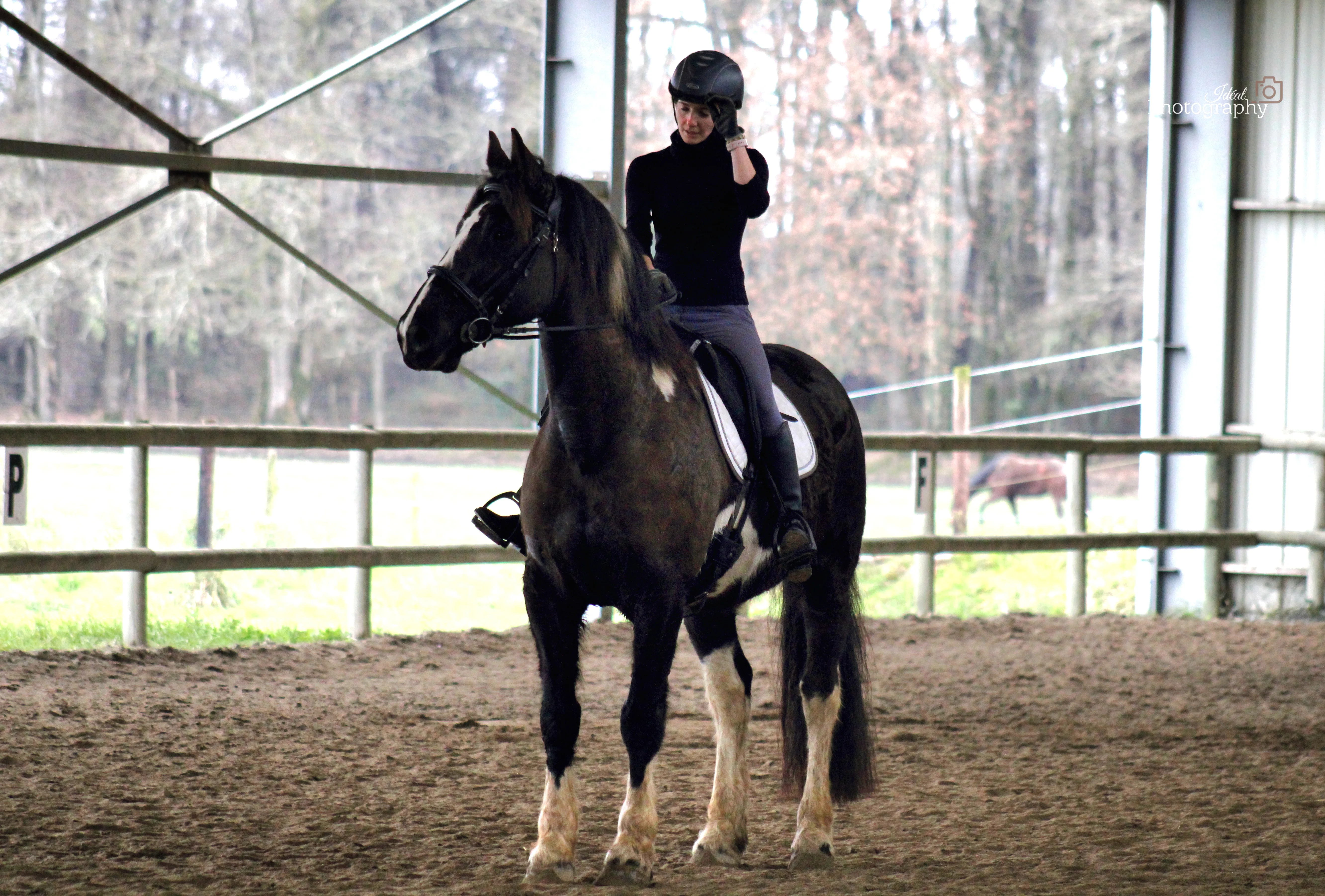 eagle dressage compétition cheval