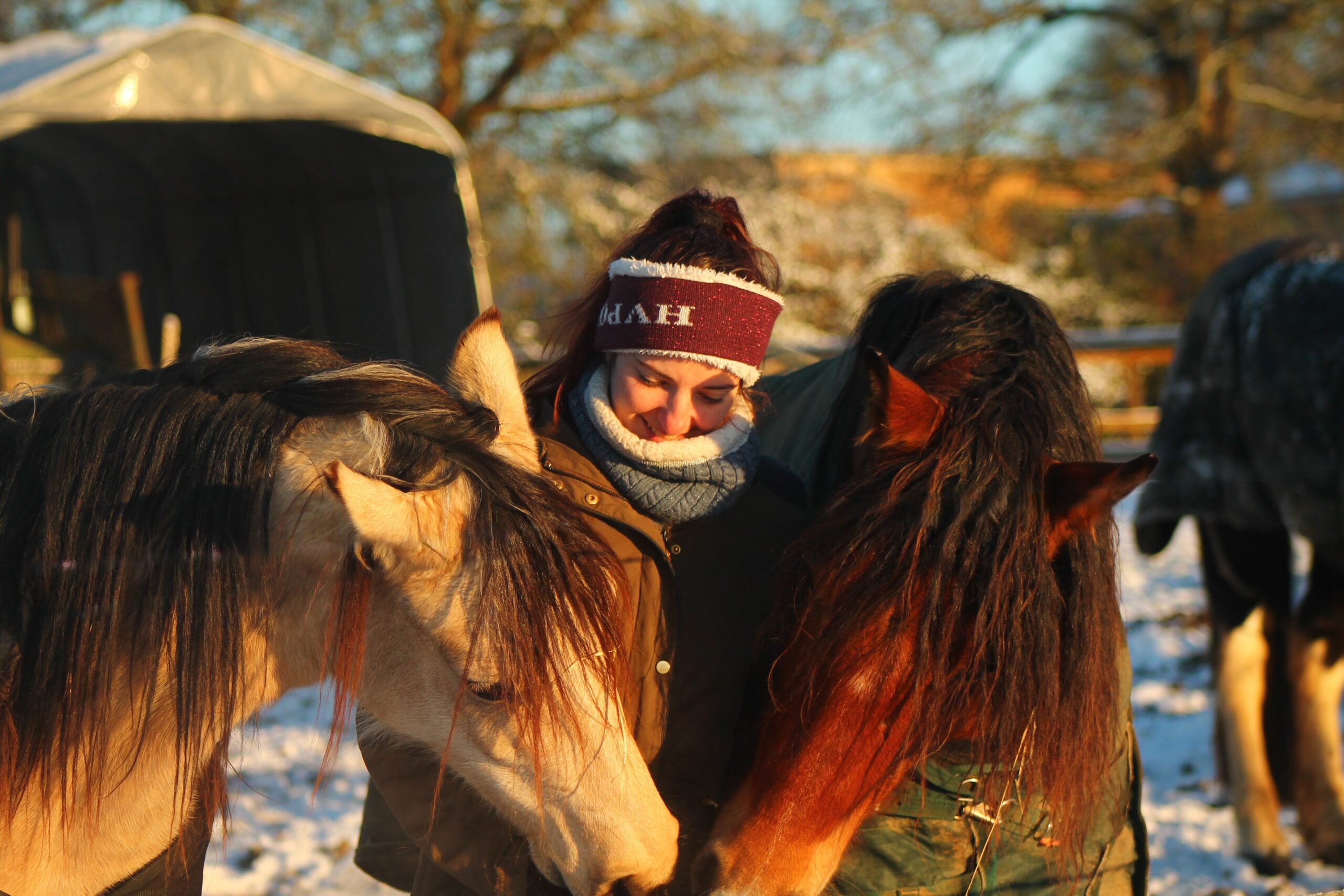 Chevaux et leur propriétaire humain