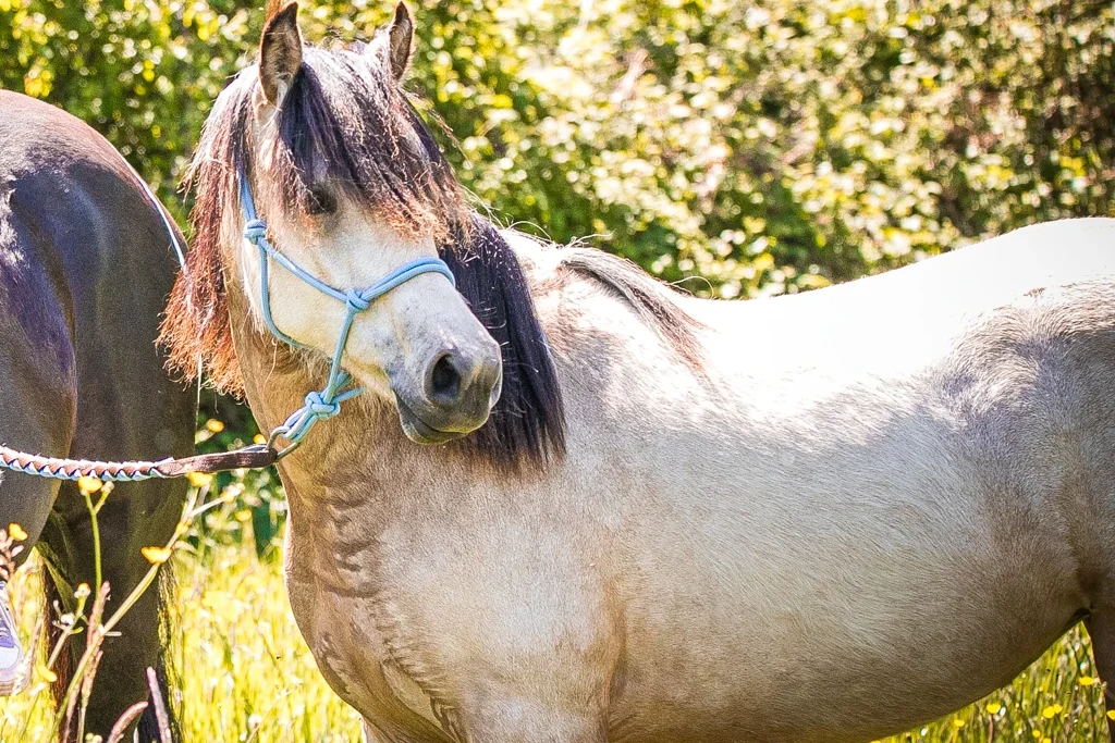 okla eagle chevaux cavalier rigole