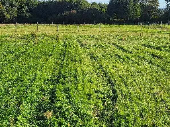 Accompagnement personnalisé projets équestre prairies hersés